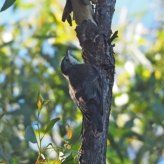 Cormobates leucophaea (White-throated Treecreeper) at Holt, ACT - 28 Feb 2021 by wombey