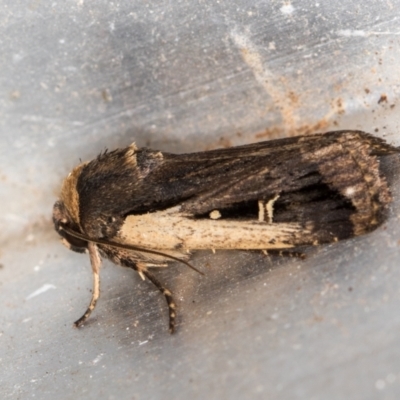 Proteuxoa tortisigna (Streaked Rictonis Moth) at Melba, ACT - 16 Feb 2021 by Bron