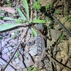 Christinus marmoratus (Southern Marbled Gecko) at Mount Taylor - 27 Feb 2021 by Gina