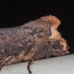 Fisera eribola (Orange-hooded Crest-moth) at Melba, ACT - 16 Feb 2021 by Bron