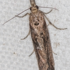 Faveria tritalis (Couchgrass Webworm) at Melba, ACT - 16 Feb 2021 by Bron