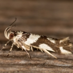 Macrobathra desmotoma ( A Cosmet moth) at Melba, ACT - 16 Feb 2021 by Bron