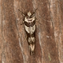 Macrobathra desmotoma at Melba, ACT - 16 Feb 2021 12:15 PM