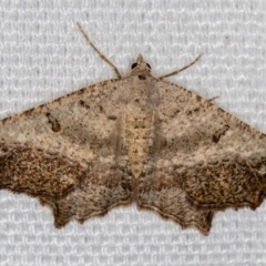 Dissomorphia australiaria (Dashed Geometrid, Ennominae) at Melba, ACT - 16 Feb 2021 by Bron