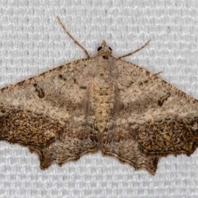 Dissomorphia australiaria (Dashed Geometrid, Ennominae) at Melba, ACT - 16 Feb 2021 by Bron