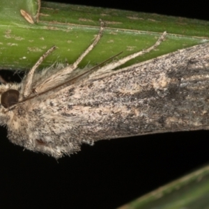 Dasygaster padockina at Melba, ACT - 16 Feb 2021