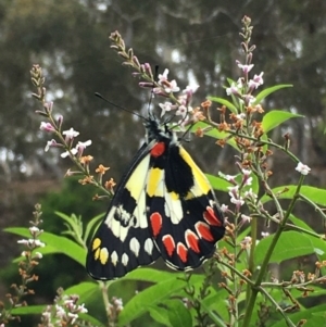 Delias aganippe at Boro, NSW - 28 Feb 2021 09:54 AM