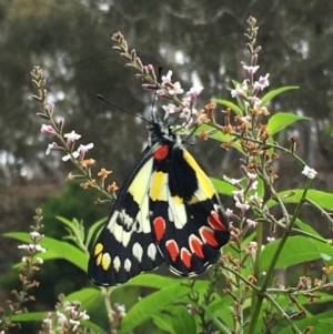 Delias aganippe at Boro, NSW - 28 Feb 2021