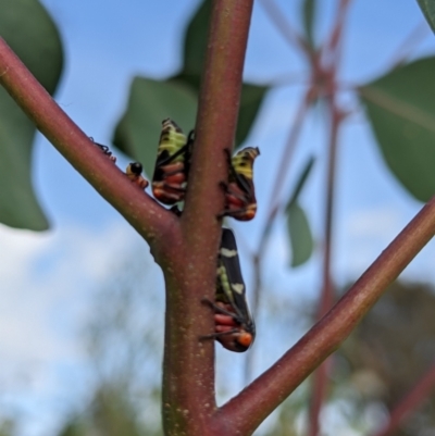 Eurymeloides pulchra (Gumtree hopper) at Bonegilla, VIC - 23 Feb 2021 by ChrisAllen