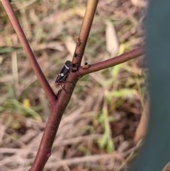 Eurymeloides pulchra at Bonegilla, VIC - 24 Feb 2021 10:10 AM