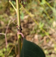 Eurymeloides pulchra at Bonegilla, VIC - 24 Feb 2021 10:10 AM