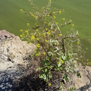 Rorippa palustris at Kingston, ACT - 28 Feb 2021