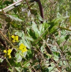 Rorippa palustris at Kingston, ACT - 28 Feb 2021