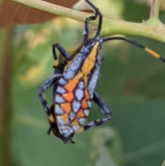 Amorbus alternatus (Eucalyptus Tip Bug) at Wodonga - 23 Feb 2021 by ChrisAllen