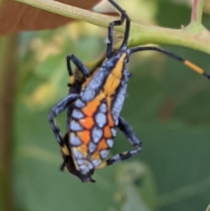 Amorbus alternatus at Ryans Lagoon Wildlife Reserve - 24 Feb 2021 10:00 AM