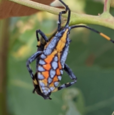 Amorbus alternatus (Eucalyptus Tip Bug) at Wodonga - 23 Feb 2021 by ChrisAllen