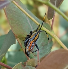 Amorbus alternatus at Ryans Lagoon Wildlife Reserve - 24 Feb 2021 10:00 AM