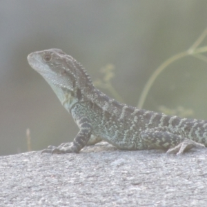 Intellagama lesueurii howittii at Uriarra Village, ACT - 20 Jan 2021 08:32 PM