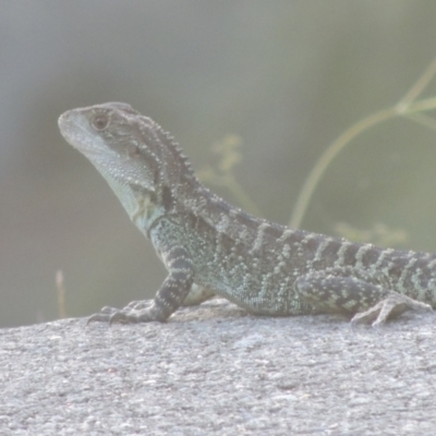 Intellagama lesueurii howittii (Gippsland Water Dragon) at Uriarra Village, ACT - 20 Jan 2021 by michaelb