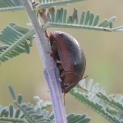 Dicranosterna immaculata (Acacia leaf beetle) at Greenway, ACT - 31 Jan 2021 by MichaelBedingfield