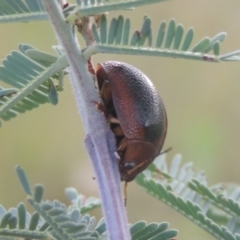 Dicranosterna immaculata (Acacia leaf beetle) at Greenway, ACT - 31 Jan 2021 by michaelb