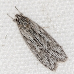 Leistarcha undescribed species (ANIC No 2) at Melba, ACT - 16 Feb 2021 by Bron
