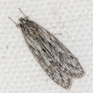 Leistarcha undescribed species at Melba, ACT - 16 Feb 2021