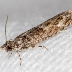 Spilonota-group (A Tortricid moth) at Melba, ACT - 16 Feb 2021 by Bron