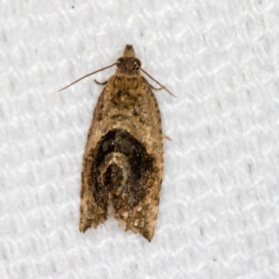 Acroceuthes metaxanthana (Dog-faced Bell Moth) at Melba, ACT - 16 Feb 2021 by Bron