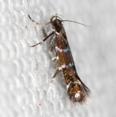 Stagmatophora argyrostrepta (A cosmet moth) at Melba, ACT - 16 Feb 2021 by Bron