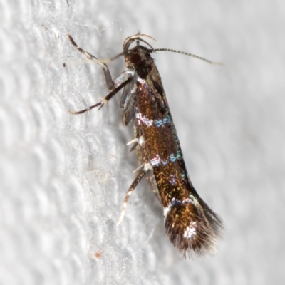 Stagmatophora argyrostrepta (A cosmet moth) at Melba, ACT - 16 Feb 2021 by Bron