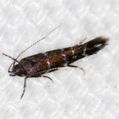 Stagmatophora argyrostrepta at Melba, ACT - 16 Feb 2021