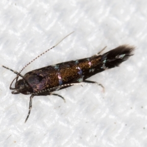 Stagmatophora argyrostrepta at Melba, ACT - 16 Feb 2021