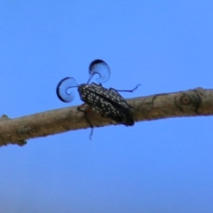 Rhipicera (Agathorhipis) femorata at Gateway Island, VIC - 28 Feb 2021 10:49 AM