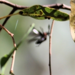 Rhipicera (Agathorhipis) femorata at Gateway Island, VIC - 28 Feb 2021 10:49 AM