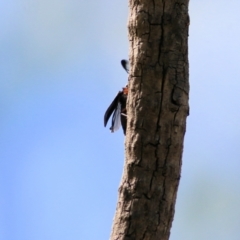 Rhipicera femorata at Gateway Island, VIC - 28 Feb 2021 10:49 AM