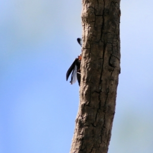 Rhipicera (Agathorhipis) femorata at Gateway Island, VIC - 28 Feb 2021 10:49 AM