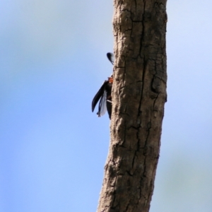 Rhipicera femorata at Gateway Island, VIC - 28 Feb 2021 10:49 AM