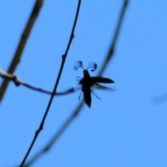 Rhipicera (Agathorhipis) femorata at Gateway Island, VIC - 28 Feb 2021 10:49 AM