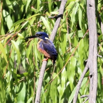 Ceyx azureus (Azure Kingfisher) at Wodonga - 28 Feb 2021 by Kyliegw