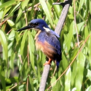 Ceyx azureus at Gateway Island, VIC - 28 Feb 2021