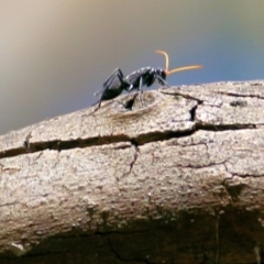 Pompilidae (family) (Unidentified Spider wasp) at Wodonga - 27 Feb 2021 by Kyliegw