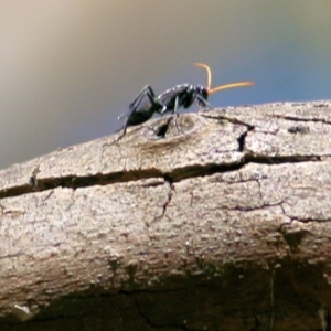 Pompilidae (family) at Gateway Island, VIC - 28 Feb 2021 10:58 AM