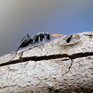 Pompilidae (family) at Gateway Island, VIC - 28 Feb 2021 10:58 AM