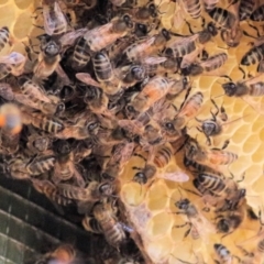 Apis mellifera (European honey bee) at Wodonga Regional Park - 27 Feb 2021 by Kyliegw