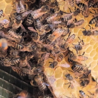 Apis mellifera (European honey bee) at Wodonga - 27 Feb 2021 by Kyliegw
