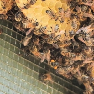 Apis mellifera at Gateway Island, VIC - 28 Feb 2021