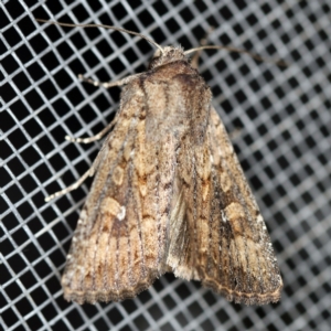 Dasygaster padockina at O'Connor, ACT - 30 Jan 2021