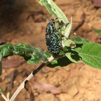 Chrysolopus spectabilis (Botany Bay Weevil) at Tidbinbilla Nature Reserve - 28 Feb 2021 by LOz