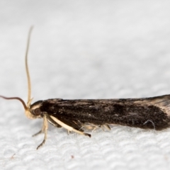 Lecithocera terrigena (Lecithocera terrigena) at Melba, ACT - 16 Feb 2021 by Bron